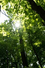 Sunlight through Forest Leaves