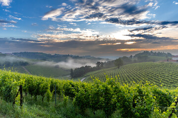 Sunrise over vineyards in Piedmont near Cisterna D'Asti