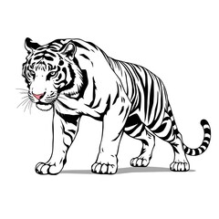 Obraz premium Bold White Tiger Illustration with Black Stripes – Vector Style Art