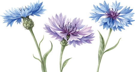 Watercolor Cornflowers