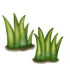 Beautiful flowers and leaves