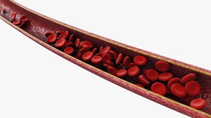 Naklejka premium A microscopic view of the arterial wall with red blood cells traveling through it.