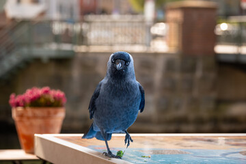 Eurasian Jackdaw on a cafe table