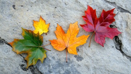 Three colorful maple leaves lie on a textured stone surface autumn season.
