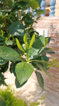 Sour orange, Bitter orange, Bigarade, Mandarinier, Bigaradier, Oranger amer - Citrus &times; aurantium - Rutaceae, Rutac&eacute;es