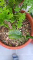 Kaffir lime, Indonesian lime leaves, Thai lime, Papeda, 
Combava, Limettier hérissé - Citrus hystrix - Rutaceae, Rutacées