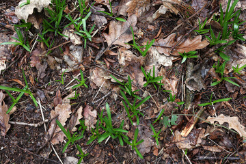 Autumn leaves and new spring bluebell shoots on the forest floor