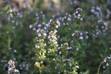 Wild Thyme Herb Growing in Natural Habitat