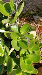 Pig's ear, round leafed navel wort, 
Oreille de cochon, Cotylédon orbiculaire - Cotyledon...