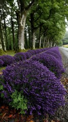 Obraz premium Stunning Lavender Field Pathway Tranquil Countryside Nature Photography Lush Environment Wide-Angle View Serenity Concept