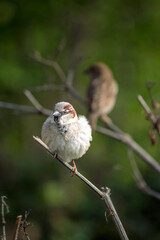 Sparrow (Passer domesticus) perched on tree branch on green natural background. Bird, animal idea concept. Ornithology. Sparrow.	