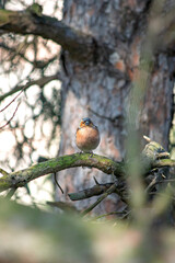 A chaffinch (Fringilla coelebs) perched on a juniper tree. Bird, animal idea concept. Ornithology. Alone chaffinch.	