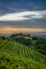 Naklejka premium Sunrise over vineyards near Cisterna D'asti, Piedmont