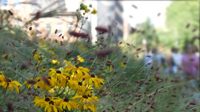 New York City High Line elevated greenway, Manhattan Midtown, USA. People in urban public park. Promenade in garden greenery. American street life, Chelsea highline near Hudson Yards. Autumn flowers.