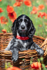 Cute black and white puppy of a hunting spaniel breed sits in a wicker basket against a background...