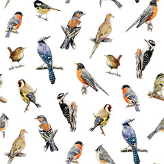Birds seamless pattern isolated. Hand-drawn Blue jay, American robin, Chaffinch, Downy Woodpecker, Bullfinch bird backdrop for fabric, packaging paper design. Repeated pattern, background