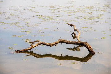 반영, 두물머리