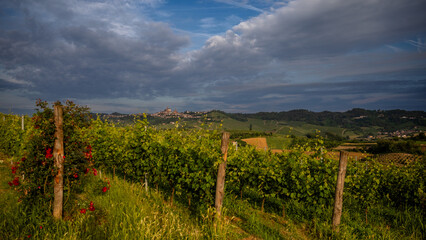 Naklejka premium Early morning over vineyards in Piemonte, Italy
