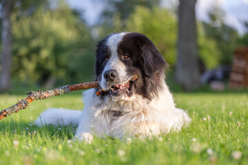 Landseer dog chewing a branch in the garden