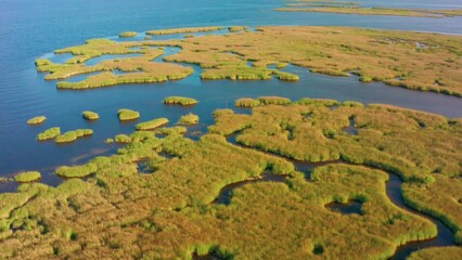 A coastal ecosystem rich in life, showing the complex interplay of water, land, and life forms. A serene wetland area at low tide.