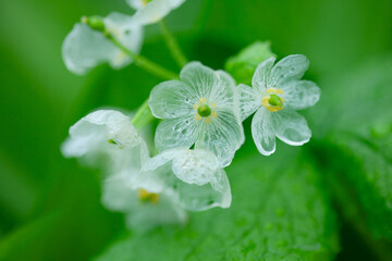 雨に濡れ透明になるサンカヨウの花4
