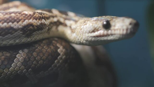 Snake is shown with its head up and its body curled up. The snake is brown and black in color
