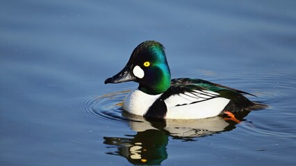 Fototapeta premium Duck floating on water surface.