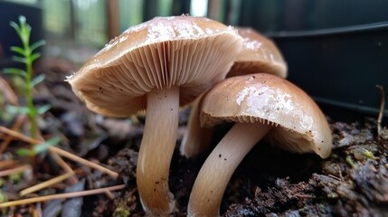 Close-up of three mushrooms in forest floor with plants and dark pot