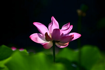 pink water lily
