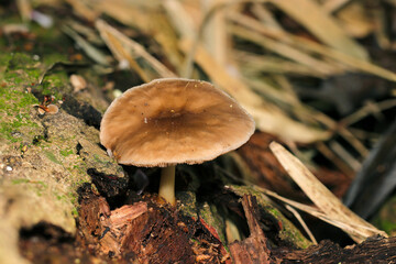 草地に可食な茶色い中型のウラベニガサ（シカタケ）茸（自然光+ストロボマクロ接写）