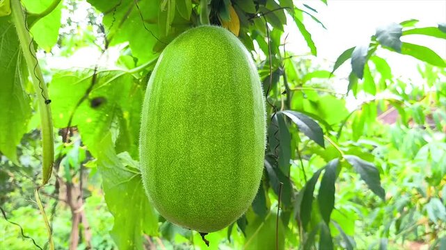 kundur or also known as bligo. Its scientific name is Benincasa hispida