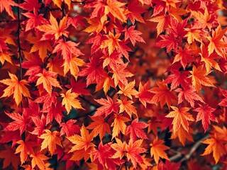 autumn leaves background