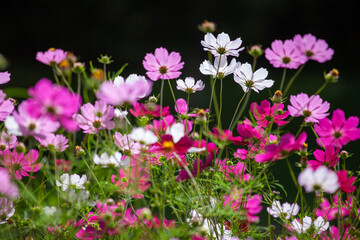 秋の陽の透過光が美しい彩どりのコスモス4