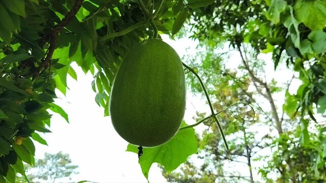 kundur or also known as bligo. Its scientific name is Benincasa hispida