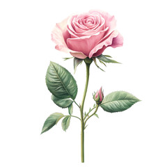 Obraz premium Elegant full body pink rose illustration on a clean transparent background, showcasing its delicate petals and leaves, Full Body Pink Rose Illustration on transparent background