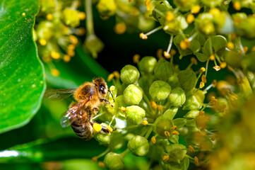 Macro shot of a bee (Apis) sitting on ivy flowers and covered with pollen.