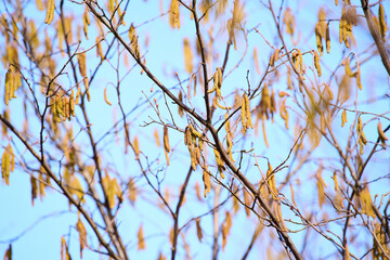 Tree pollen allergy season concept with hanging catkins