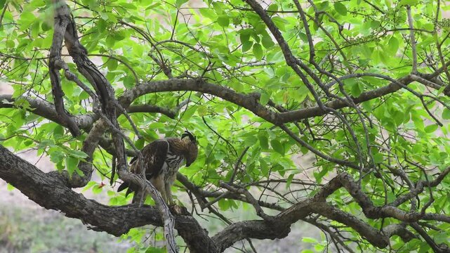 closeup shot of changeable or crested hawk eagle or nisaetus cirrhatus perched on branch in natural green background in safari at bandhavgarh national park forest tiger reserve madhya pradesh india