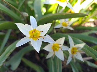 Obraz premium Vibrant Turkestan Tulips Blooming in the Garden 