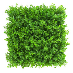 Fototapeta premium Lush green square bush isolated on a bright transparent background for landscaping and gardening projects, green bush square shape isolated on transparent background