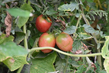 Ripe Tomatoes Growing in the Garden
