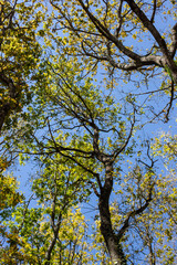 Spring trees in the park, Parque Biológico de Gaia, Portugal