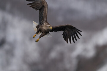 Steller's sea eagles and white-tailed eagles flying through the blue sky or over snowy landscapes