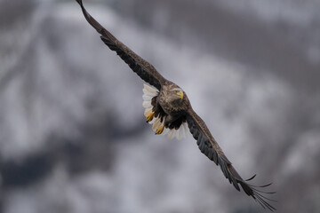 Steller's sea eagles and white-tailed eagles flying through the blue sky or over snowy landscapes