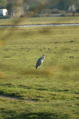 Grey heron looking for a pray