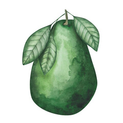 Watercolor avocado illustration. Hand painted green, raw, ripe, whole avocado with green leaf. Avocado tree, plant. Fruit, berry. Food element. Isolated nature clip art