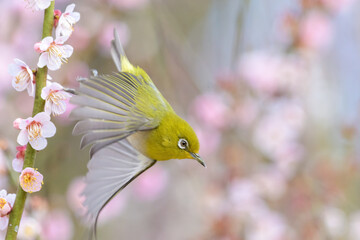 飛ぶメジロと桜