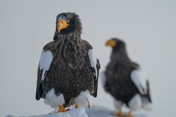 Steller's sea eagles and white-tailed eagles flying through the blue sky or over snowy landscapes