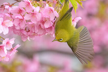 メジロと桜