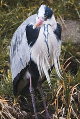 アオサギの長老